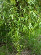 Imagem de Salix sepulcralis Simonk.