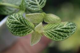 صورة Fittonia albivenis (Lindl. ex Veitch) R. K. Brummitt