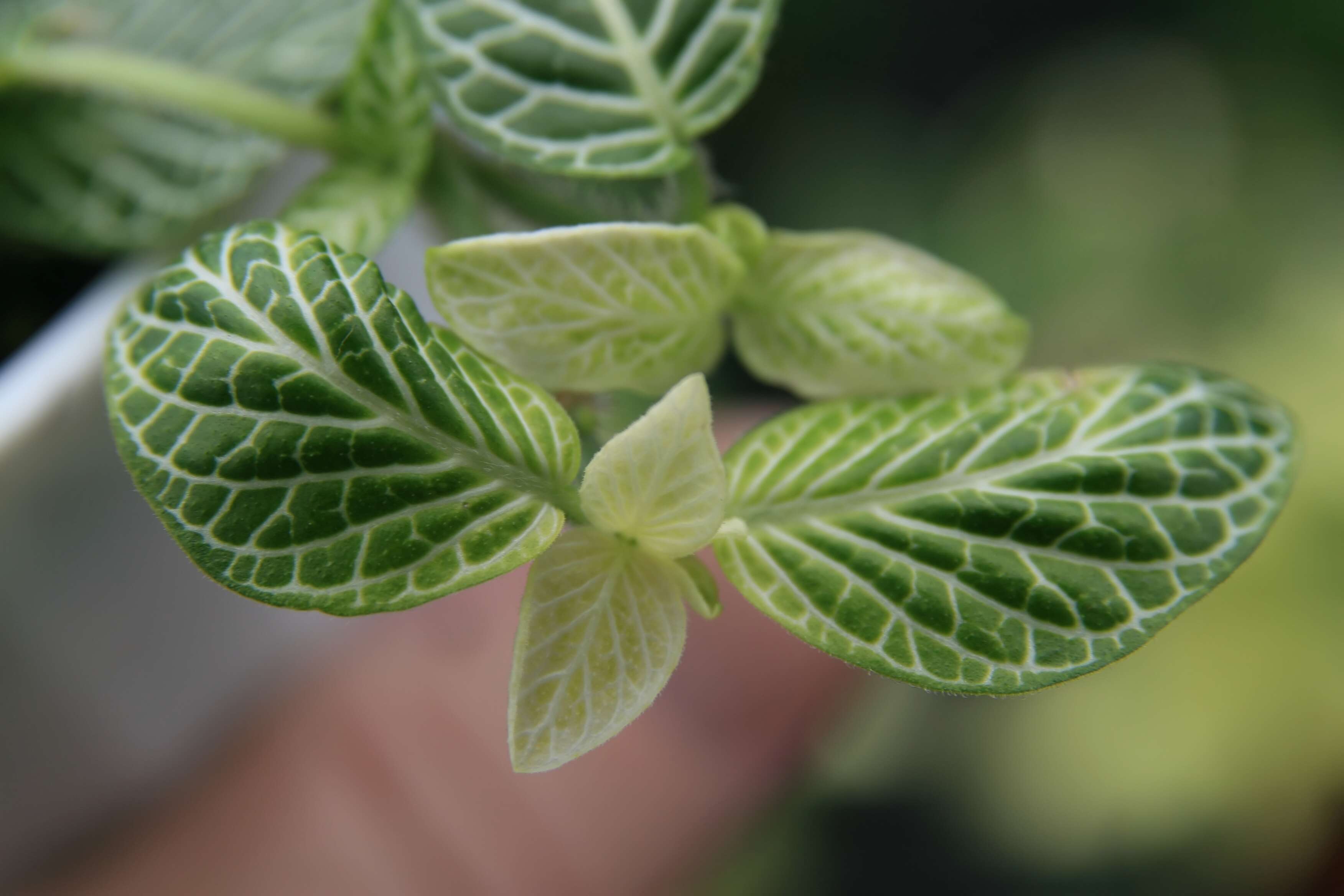 Fittonia albivenis (Lindl. ex Veitch) R. K. Brummitt resmi