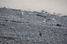 Image of Yellow-eyed Penguins