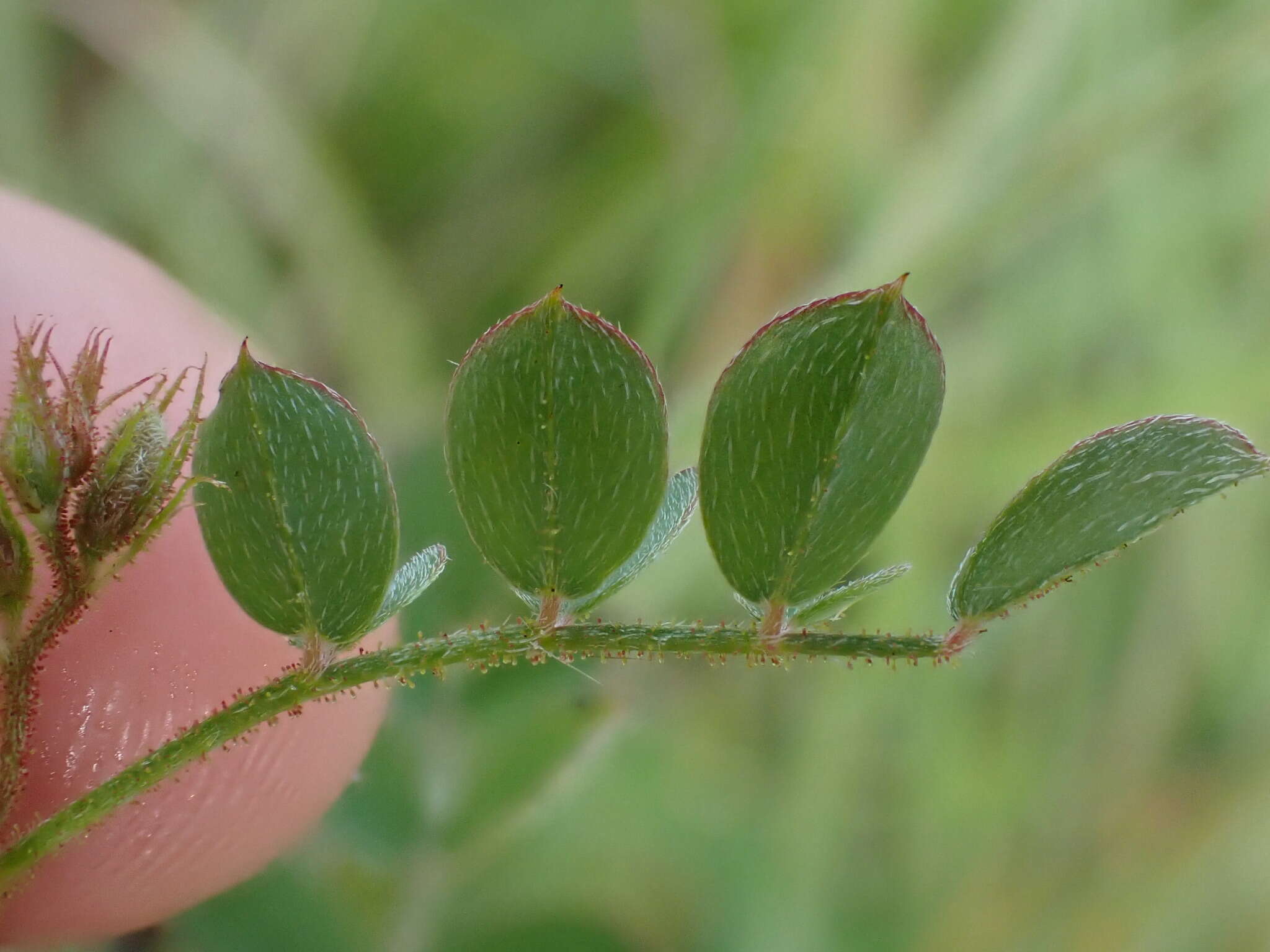 Sivun Indigofera adenoides Baker fil. kuva