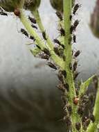 Image of Large Thistle Aphid