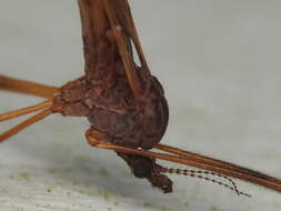 Image of Paralimnophila (Paralimnophila) skusei (Hutton 1902)