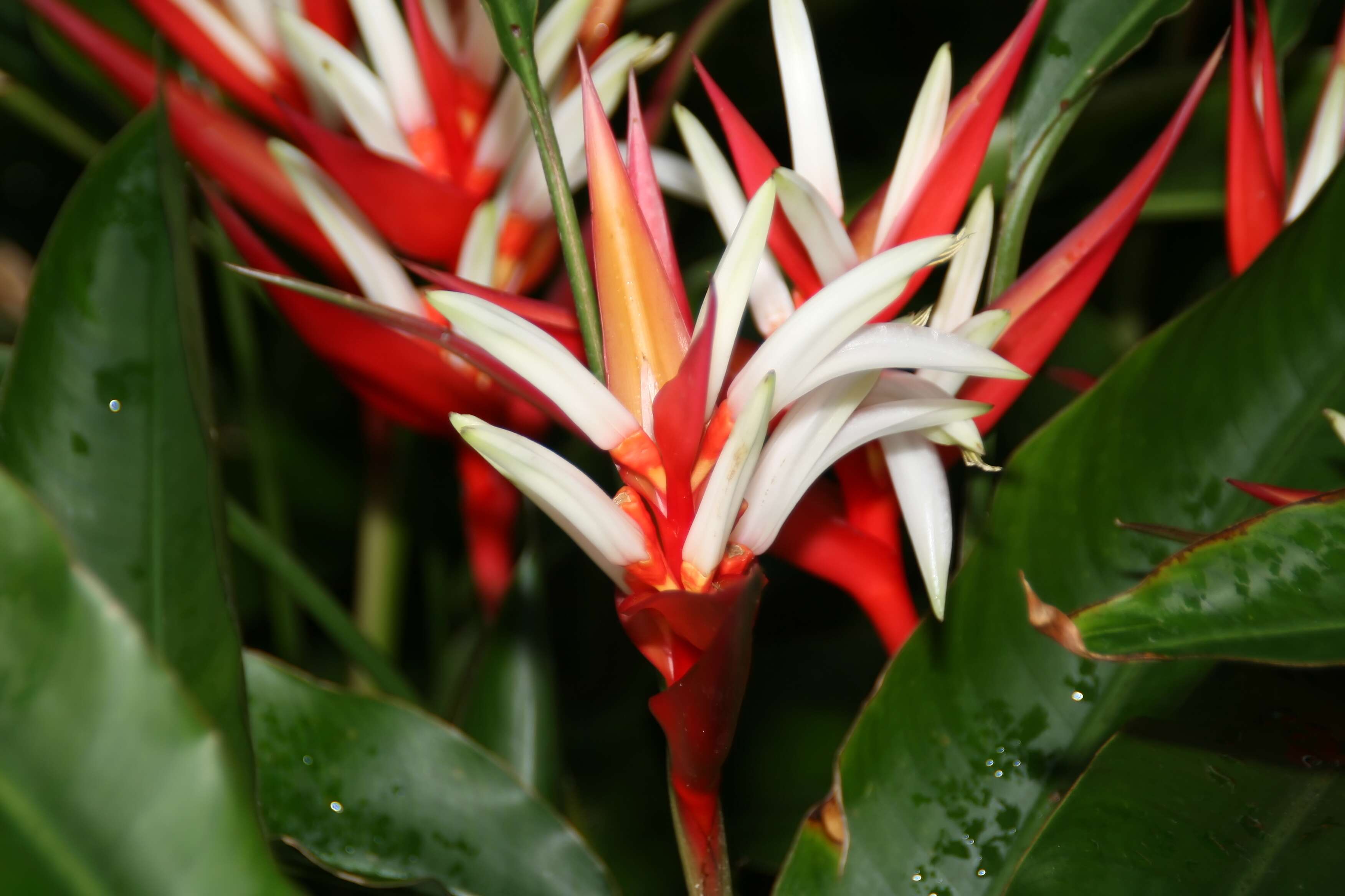 Image of Heliconia angusta Vell.