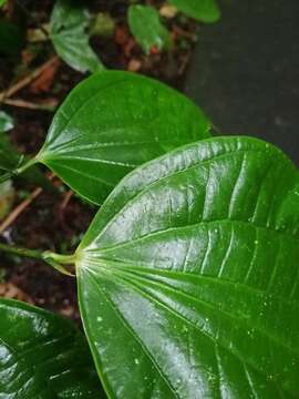 Plancia ëd Piper reticulatum L.