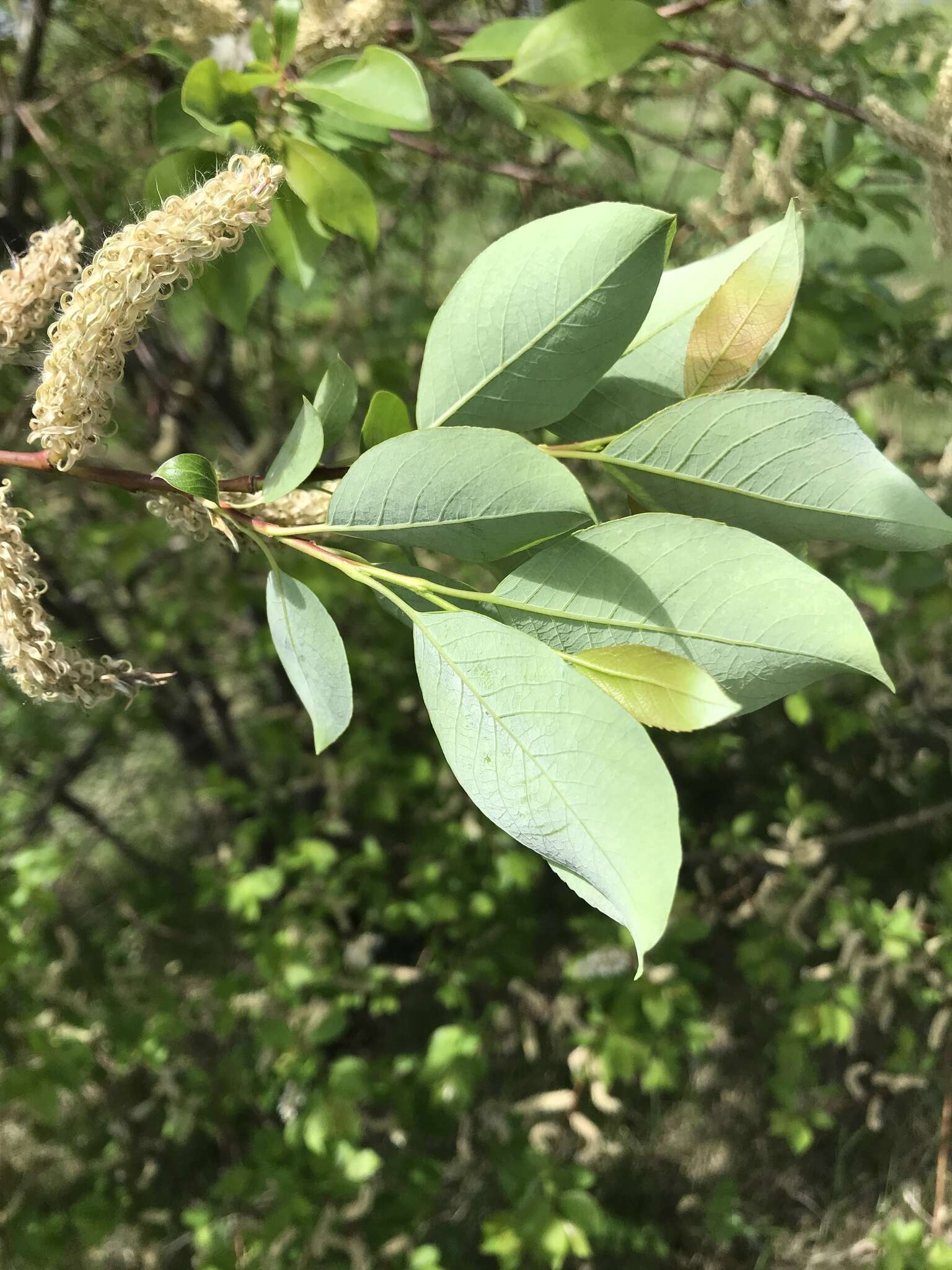 Image of Salix taraikensis Kimura