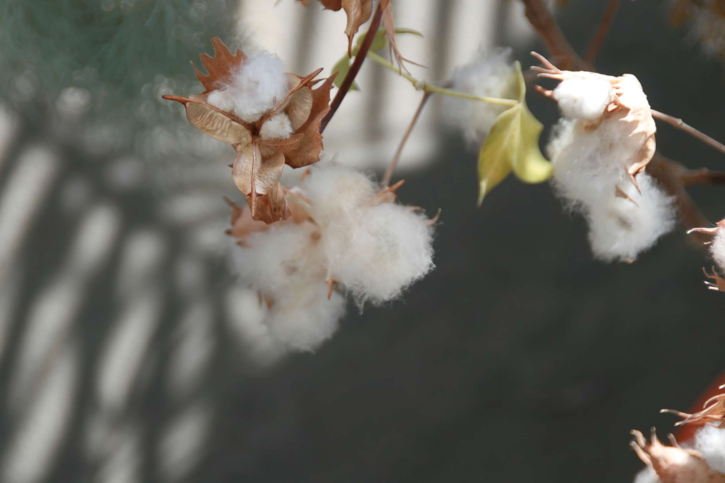 Image of Hawai'ian cotton