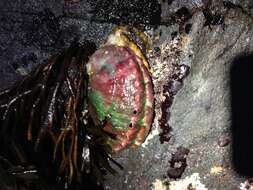 Image of Northern Abalone