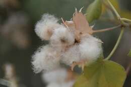 Image of Hawai'ian cotton