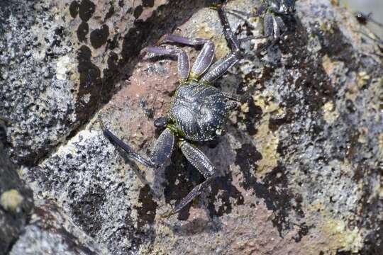 Image of Natal lightfoot crab