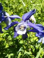 Aquilegia alpina L. resmi