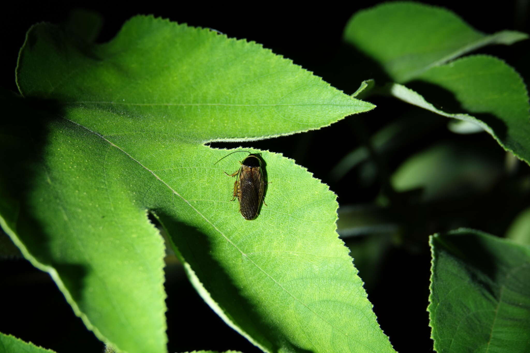 Pycnoscelus indicus (Fabricius 1775)的圖片