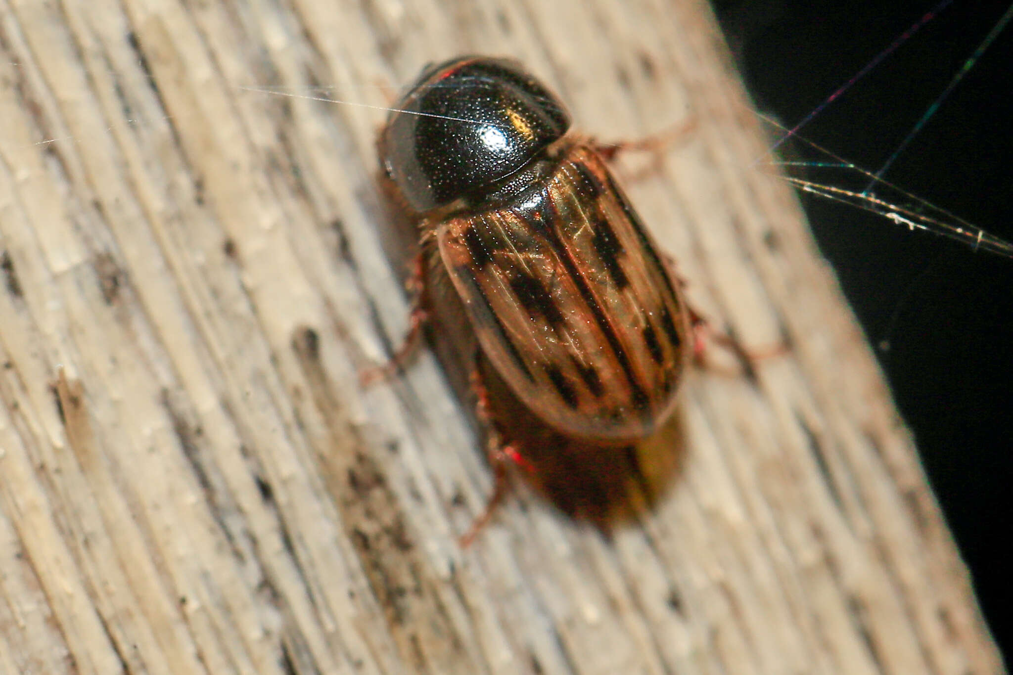 Image of Chilothorax melanostictus (Schmidt 1840)