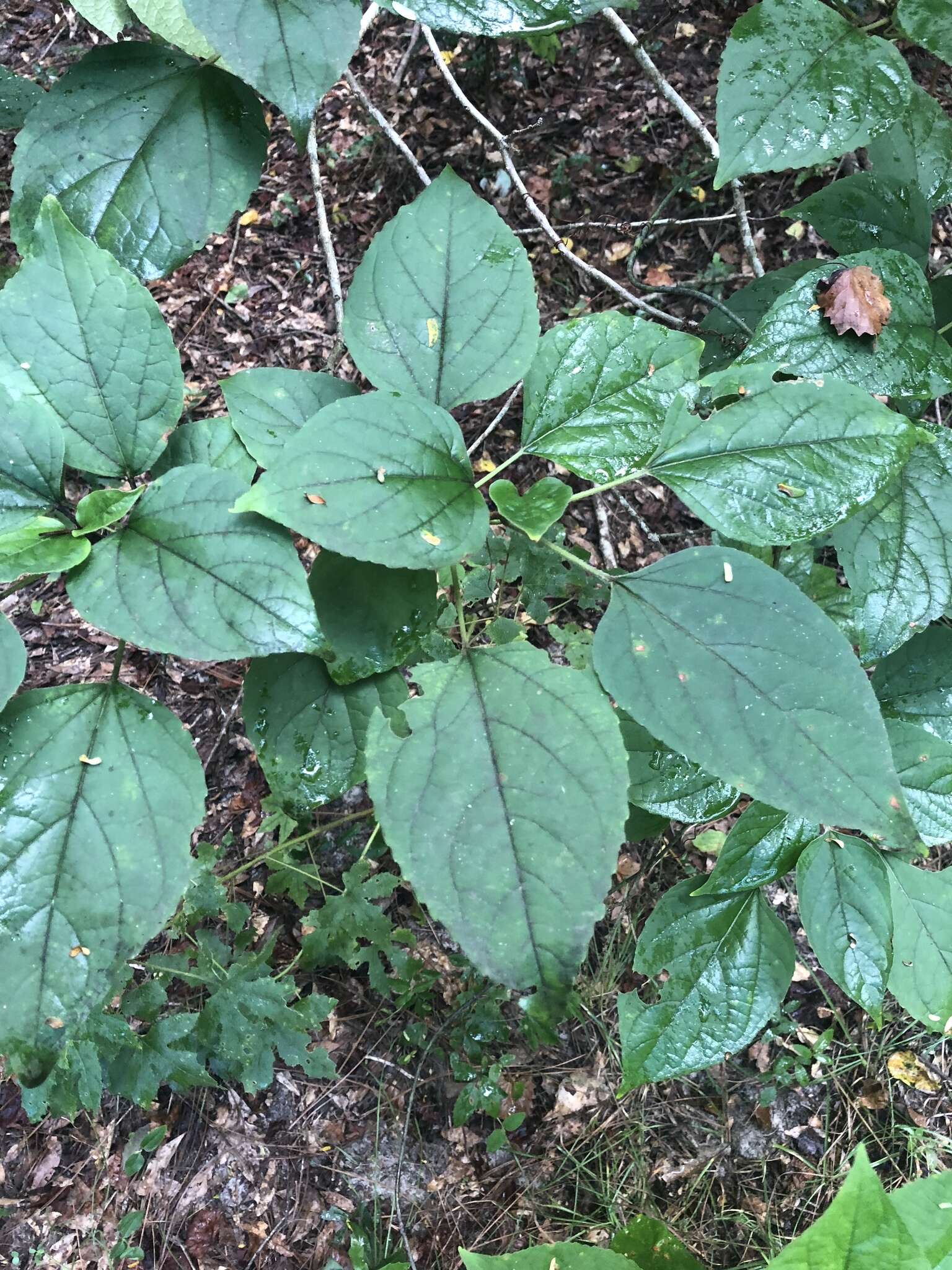 Imagem de Clerodendrum trichotomum Thunb.