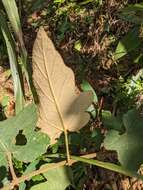 Image of Rubus reflexus var. hui (Diels ex Hu) F. P. Metcalf