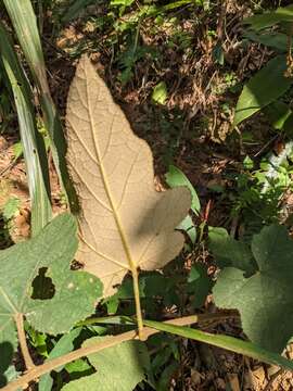 Image of Rubus reflexus var. hui (Diels ex Hu) F. P. Metcalf