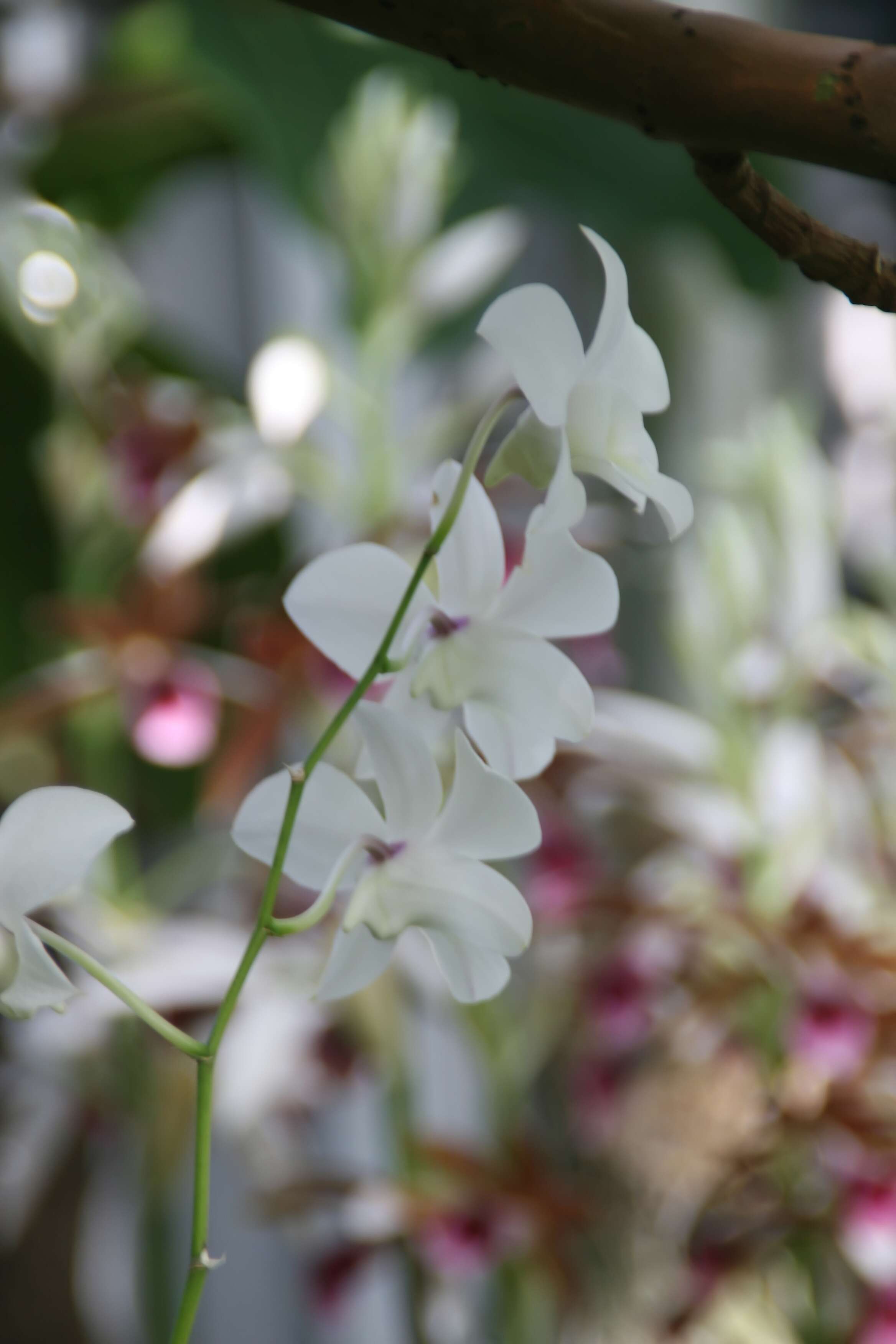 Dendrobium bigibbum Lindl. resmi