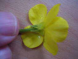 Image of hairy buttercup