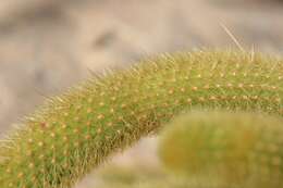 صورة Cleistocactus winteri D. R. Hunt