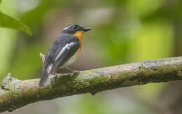 Image of Rufous-chested Flycatcher