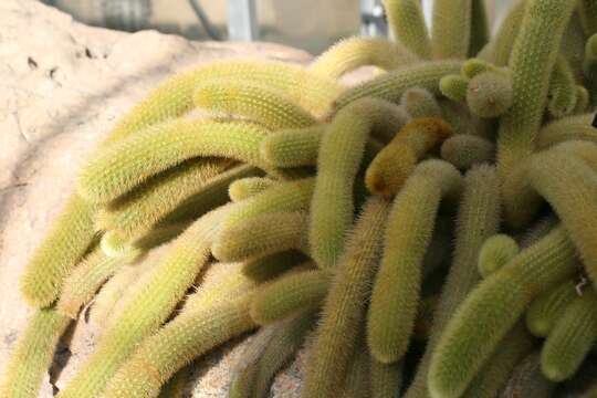 صورة Cleistocactus winteri D. R. Hunt