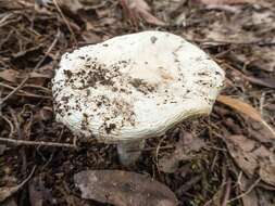 Image de Amanita farinacea (Sacc.) Cleland & Cheel 1914