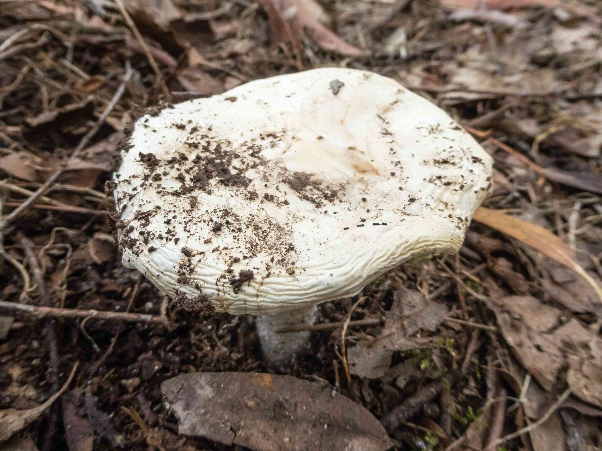 Image de Amanita farinacea (Sacc.) Cleland & Cheel 1914