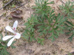Image of Pelargonium reflexum (Andr.) Pers.