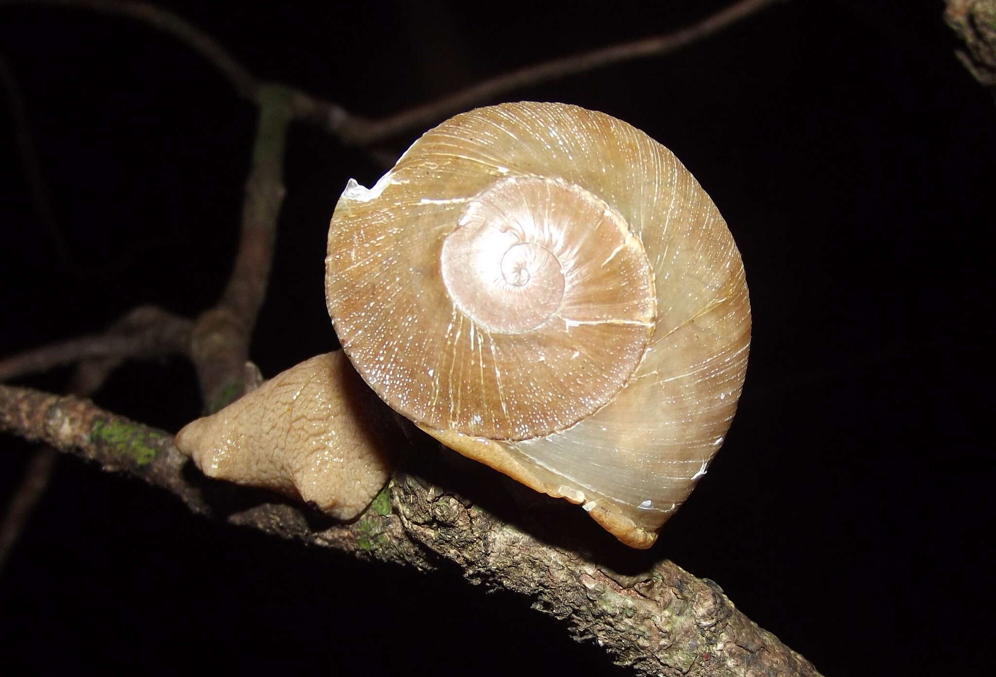 Image of Parthena acutangula (Burrow 1815)