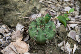 Image of Gymnocalycium anisitsii (K. Schum.) Britton & Rose