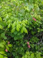 Image de Clematis texensis Buckl.