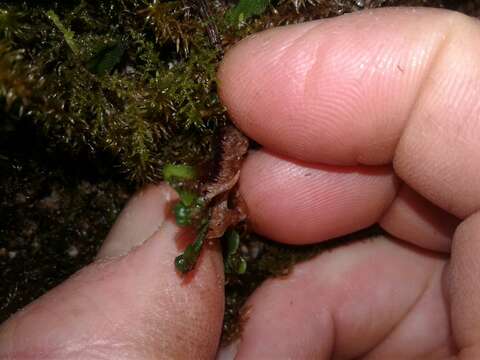 Image of Asterella australis (Hook. fil. & Taylor) Verd.