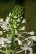 Image of Christmas orchid