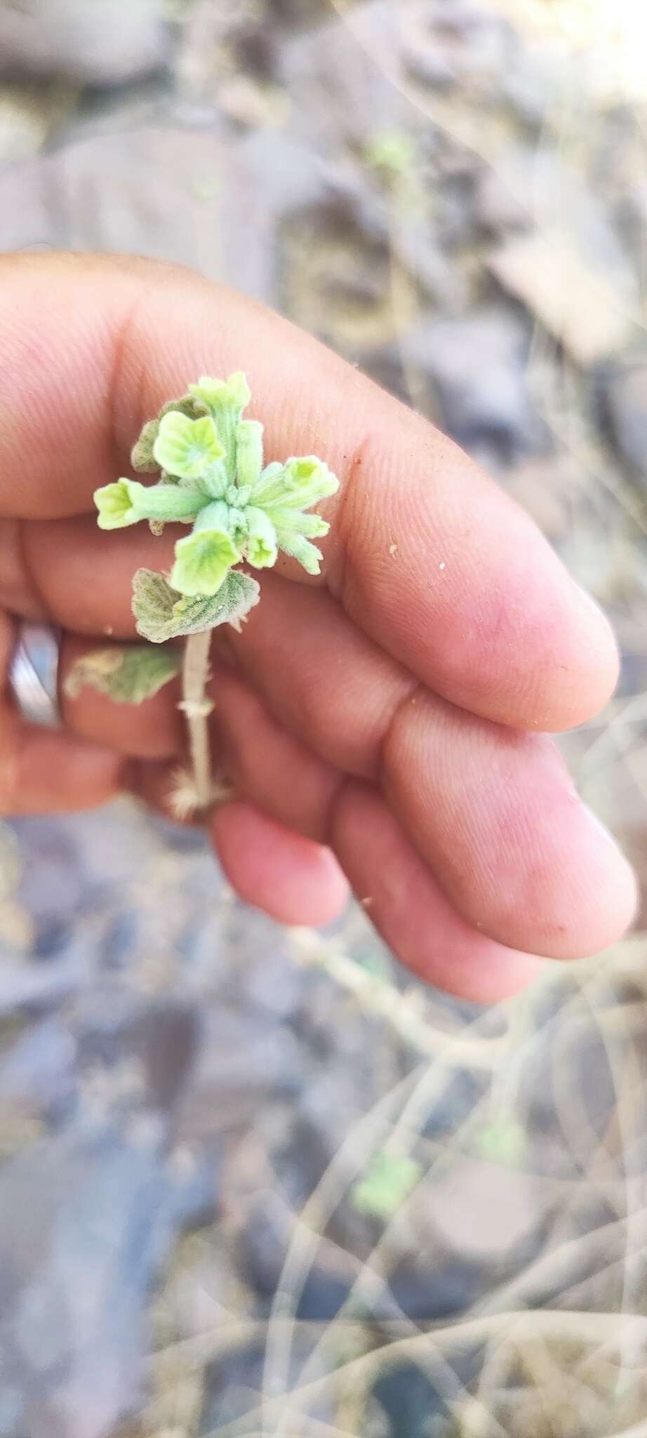 Image of Otostegia fruticosa (Forssk.) Schweinf. ex Penzig