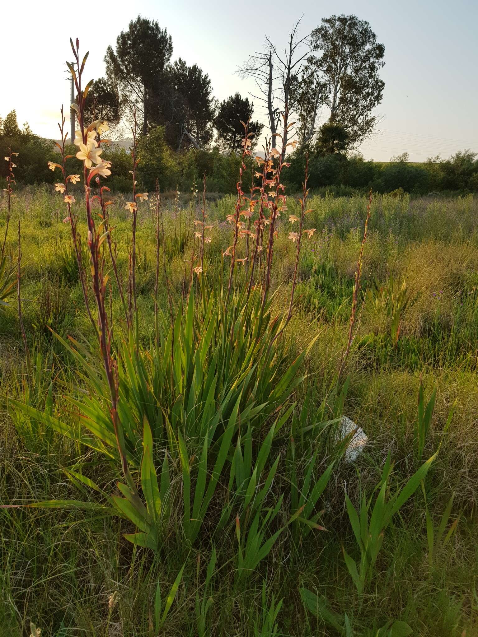 Image of bulbil bugle-lily