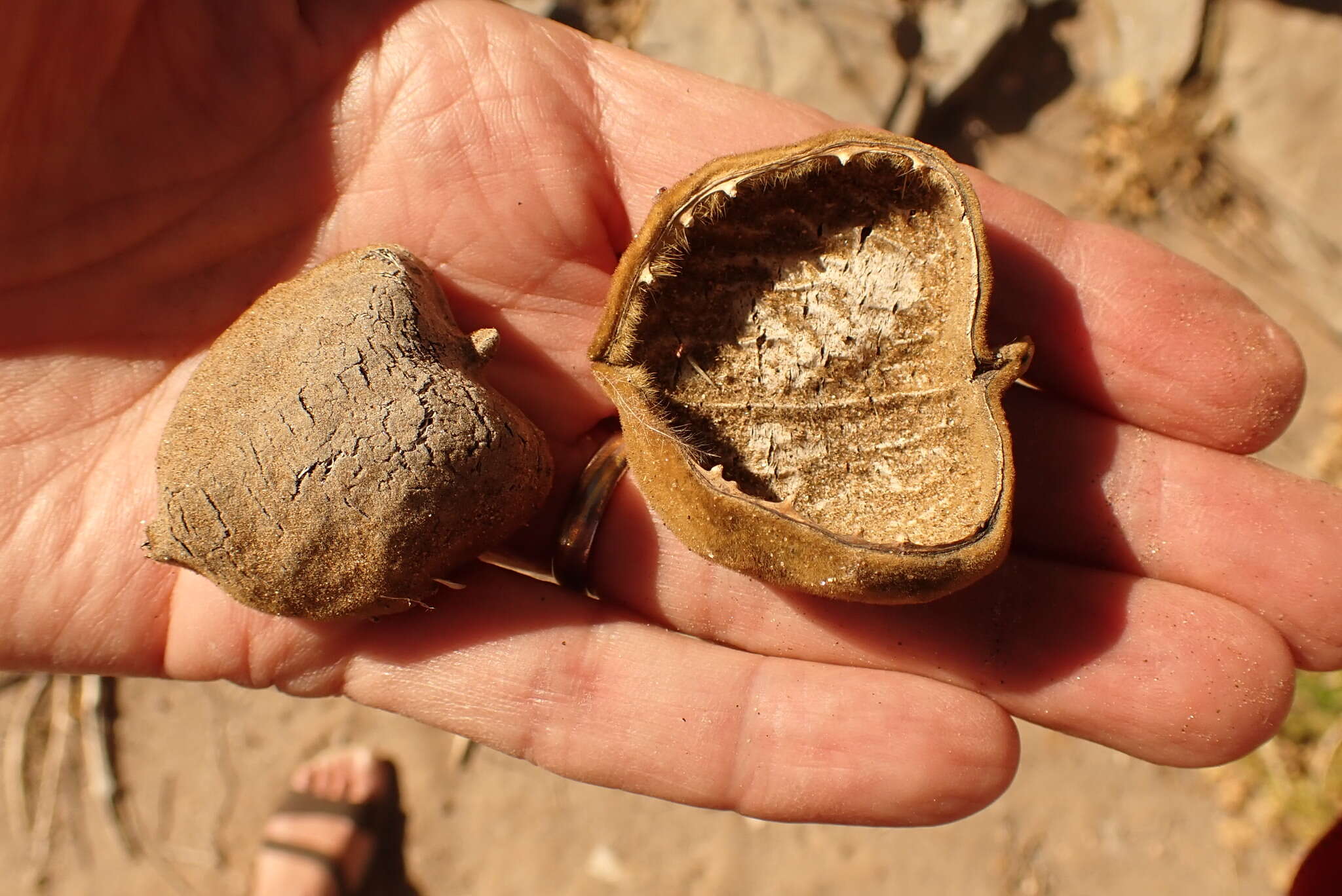 Image of African star-chestnut