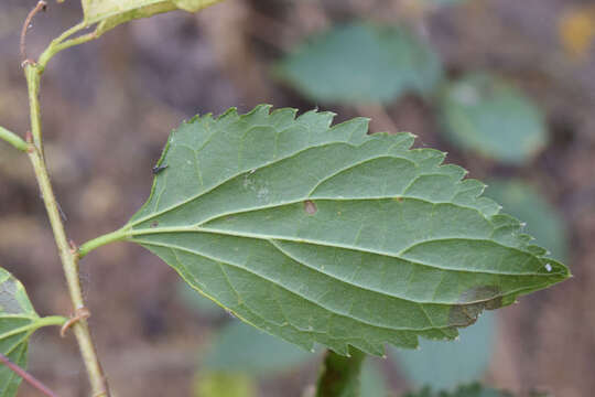 Image of Celtis planchoniana K. I. Christensen