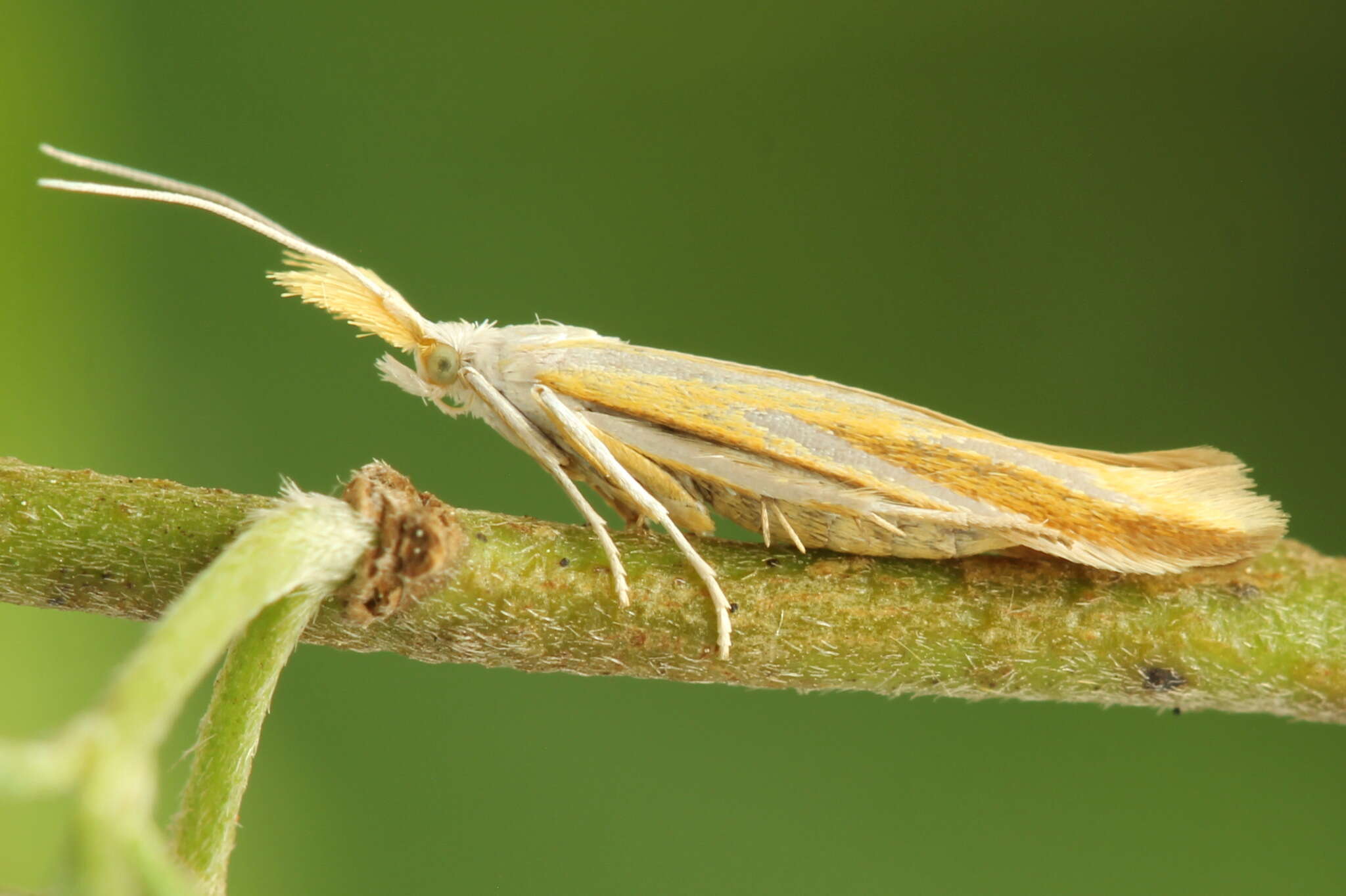 Image of Coleophora vibicella