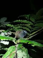 Image of Zeledon's Antbird