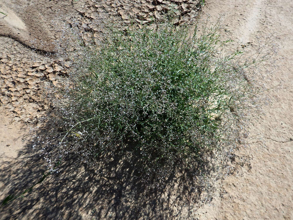 Imagem de Gypsophila paniculata L.