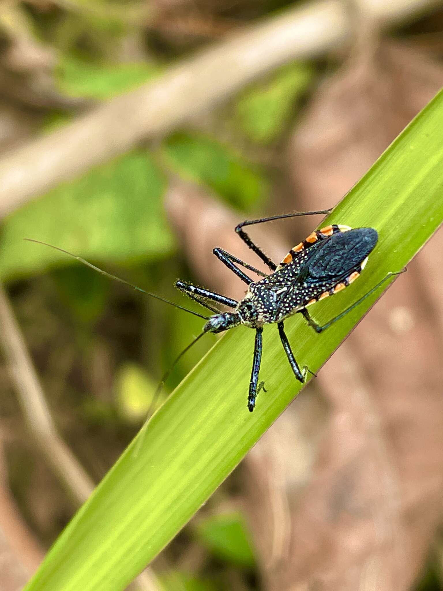 Plancia ëd Rhynocoris albopilosus (Signoret 1858)