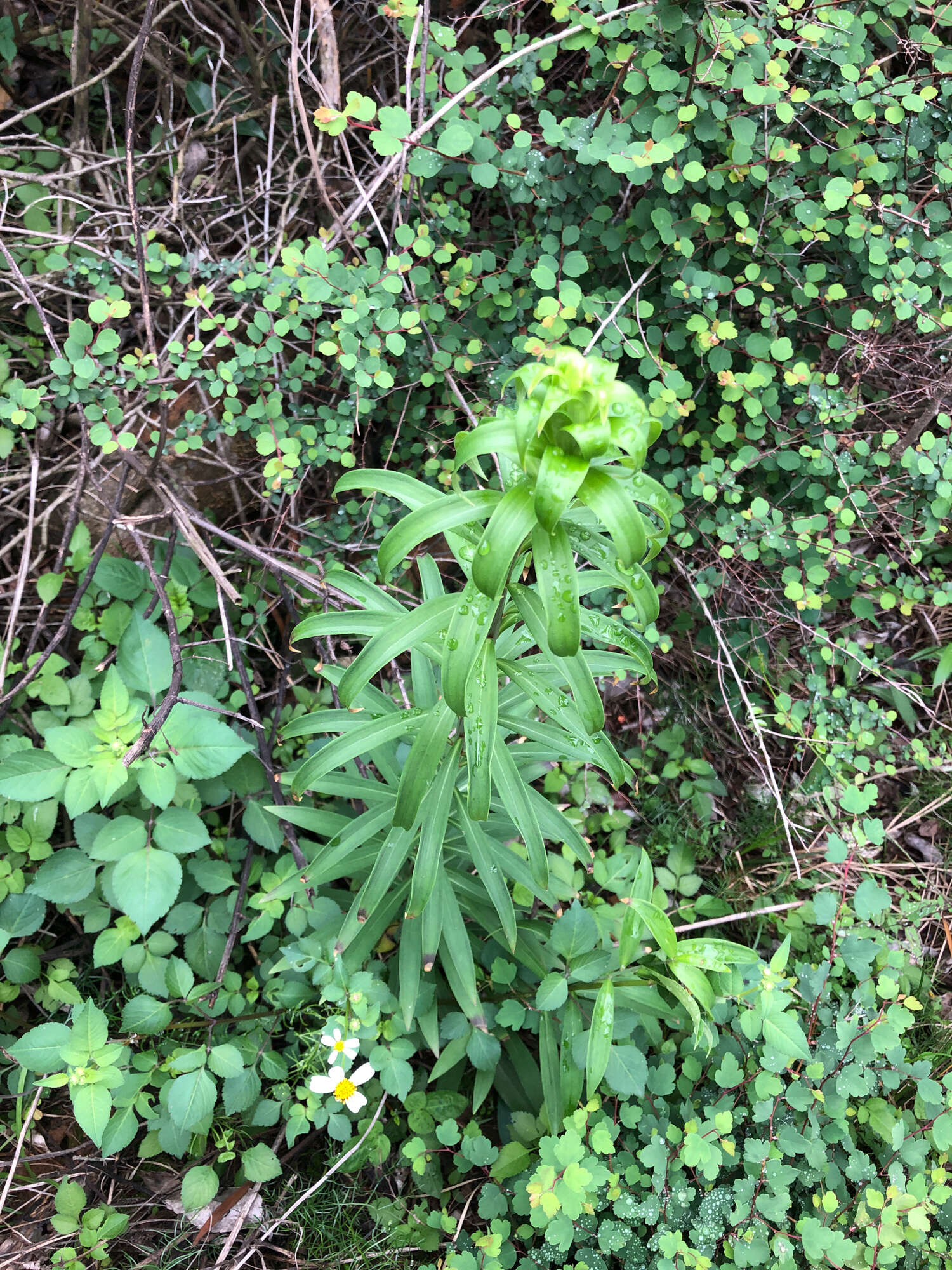 Image of Chinese Lily