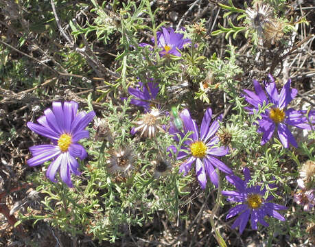 Machaeranthera tanacetifolia (Kunth) Nees resmi