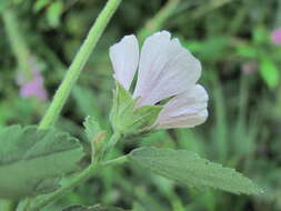 Plancia ëd Althaea × taurinensis