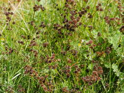 Image of Juncus dregeanus subsp. dregeanus