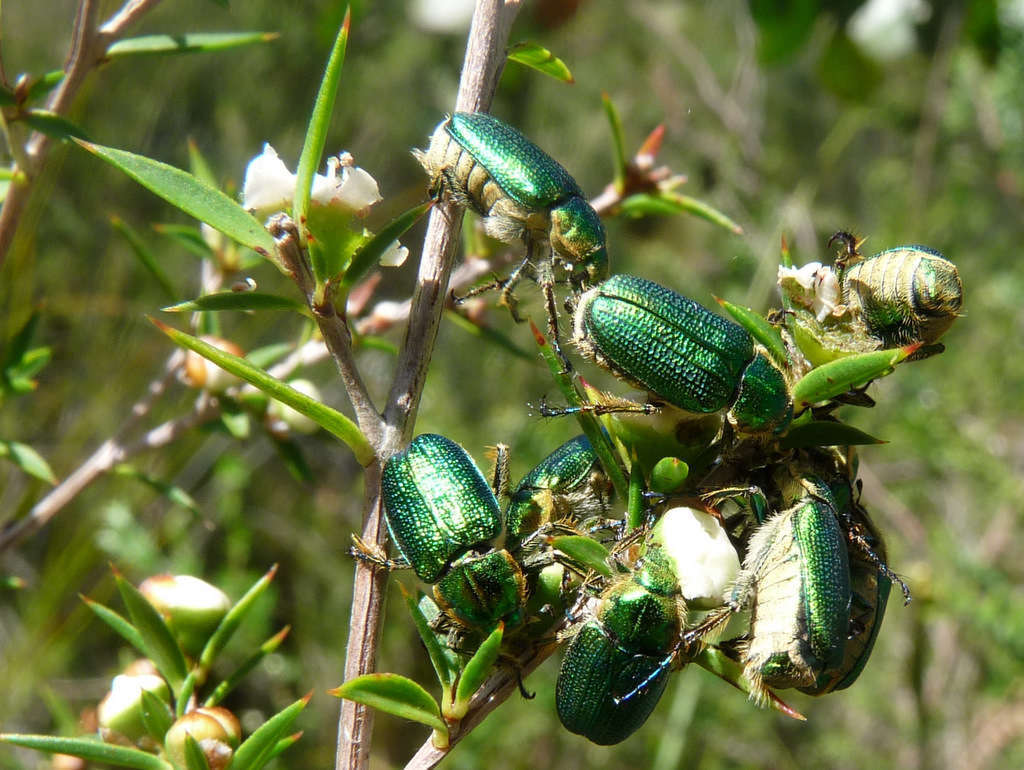 صورة Diphucephala colaspidoides (Gyllenhal 1817)