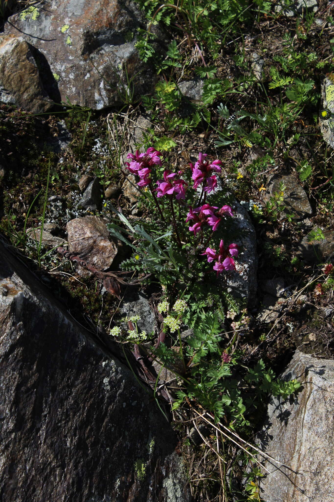 Image de Pedicularis nordmanniana Bunge