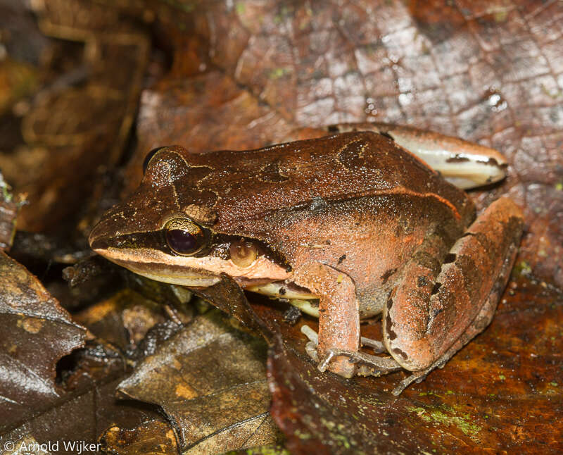 Image de Leptodactylus didymus Heyer, García-Lopez & Cardoso 1996