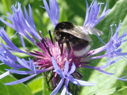 Image of Bombus soroeensis (Fabricius 1776)