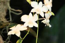 Image de Dendrobium bigibbum Lindl.